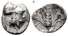 Lucania. Metapontion circa 325-275 BC. Diobol AR