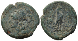Northern Campania, Cales, c. 265-240 BC. Æ (20,5mm, 5,29g). Helmeted head of Athena l. R/ Cock standing r.; star to l. Sambon 916; HNItaly 435; SNG AN...