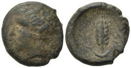 Southern Lucania, Bronze, Metapontion, c. 300-250 BC. Æ (18,5mm, 5,98g). Head of Demeter l., wearing barley-wreath and pendant earring, R/ META, barle...