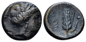 Lucania, Metapontum Bronze circa 300-250 (Starting Bid £ 30 *)