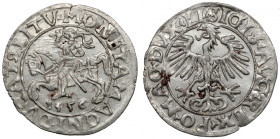Zygmunt II August, Półgrosz Wilno 1556