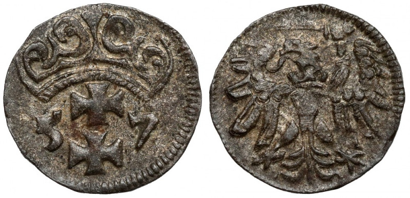 Zygmunt II August, Denar Gdańsk 1557 - rzadki Bardzo rzadki miejski denar Zygmun...