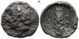 Lucania. Metapontion circa 330-290 BC. Fourrée Nomos