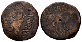 Calagurris. Augustus period. Unit. 27 BC - 14 AD. Calahorra (La Rioja). (Pueyo-103c). (Abh-407). Anv.: MVN. CAL. IVL. Bare head of Augustus right. Rev...