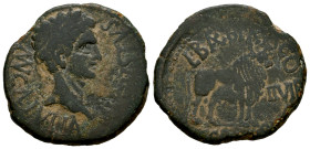 Calagurris. Augustus period. Unit. 27 BC - 14 AD. Calahorra (La Rioja). (Abh-416). (Pueyo-112c). (Acip-3122c). Anv.: MVN. CL. IVLIA. AVGVSTVS. Laureat...