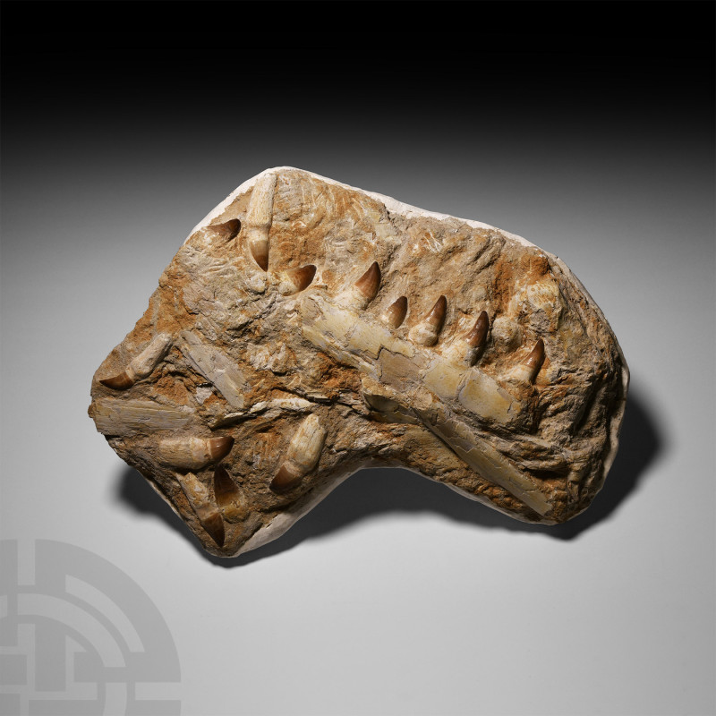 Natural History - Large Mosasaur Fossil Jaw Plaque
Cretaceous Period, 145-65 mi...