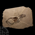 Natural History - Fossil Fish and Lobster in Matrix
Cretaceous Period, 145-65 million years B.P. A sub-rectangular matrix displaying a fossil lobster...