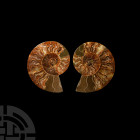 Natural History - Cut and Polished Ammonite Pair
Cretaceous Period, 145-65 million years B.P. A pair of cut and polished ammonite halves revealing th...