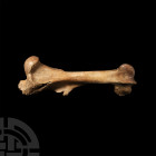 Natural History - Woolly Rhinoceros Fossil Leg Bone
Pleistocene Period, 5.3 million-11,700 years B.P. A large Coelodonta antiquitatis woolly rhinocer...