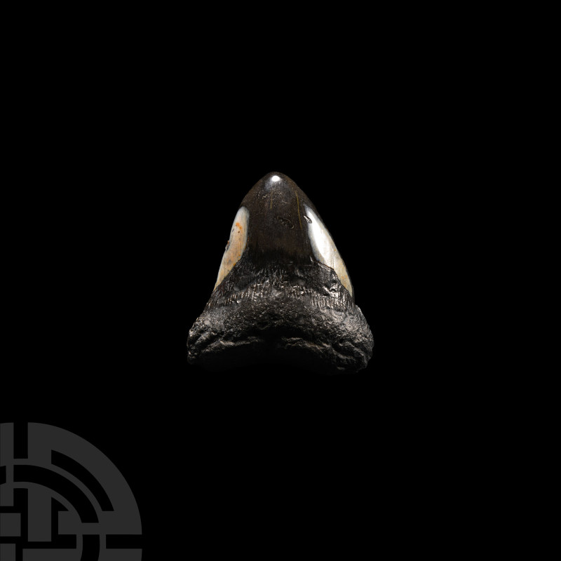 Natural History - Megalodon Giant Shark's Fossil Tooth
Miocene-Pliocene Period,...