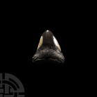 Natural History - Megalodon Giant Shark's Fossil Tooth
Miocene-Pliocene Period, 23-3.5 million years B.P. A Carcharocles megalodon shark tooth displa...