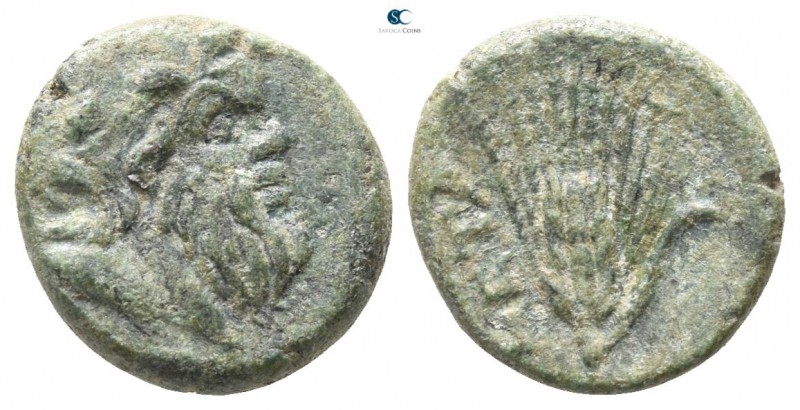 Lucania. Metapontion 300-250 BC. 
Bronze Æ

9mm., 1,64g.

Head of Silenos r...