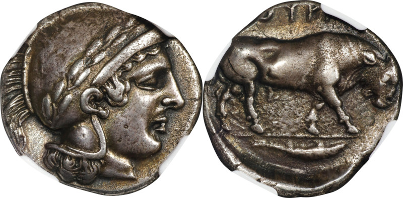 ITALY. Lucania. Thourioi. AR Stater (Nomos) (4.62 gms), ca. 443-400 B.C. NGC EF,...