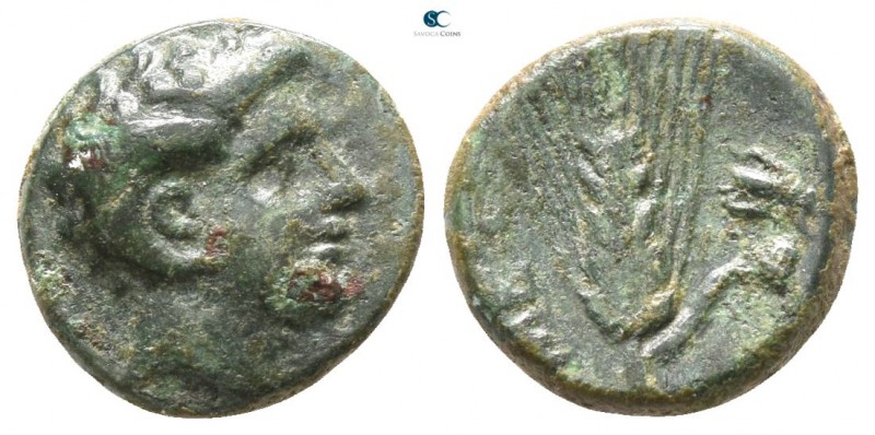 Lucania. Metapontion 300-250 BC. 
Bronze Æ

 10mm., 1,12g.



good very f...