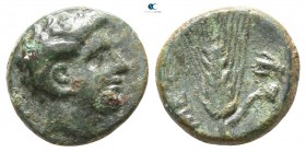Lucania. Metapontion 300-250 BC. Bronze Æ