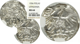Sigismund II August, Denarius 1556, Vilnius - NGC MS64 2-MAX R/R2/R3