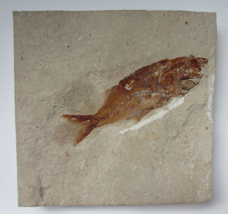 Fossil Fish, Lebanon