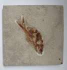 Fossil Fish, Lebanon