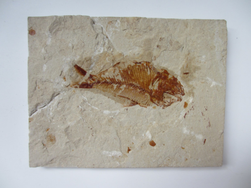 Fossil Fish, Lebanon