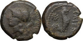 Greek Italy. Samnium, Southern Latium and Northern Campania, Cales. AE 19 mm, circa 276-260 BC. Obv. Head of Athena left, helmeted. Rev. Cock standing...