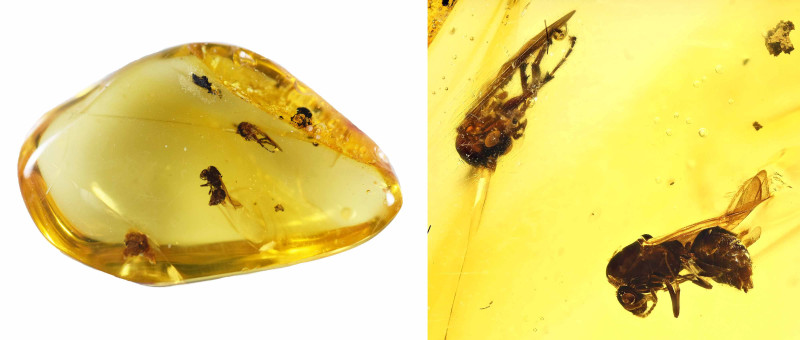 Dominican Amber with insect; Oligocene layer (33.9-23 million years). Several Di...