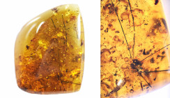 Burmese Amber with insect; Cretaceous layer (> 66 million years). Harvestman spider (Daddy Longlegs) with millipede. Scarcer inclusion! 1.35 g, 21 mm