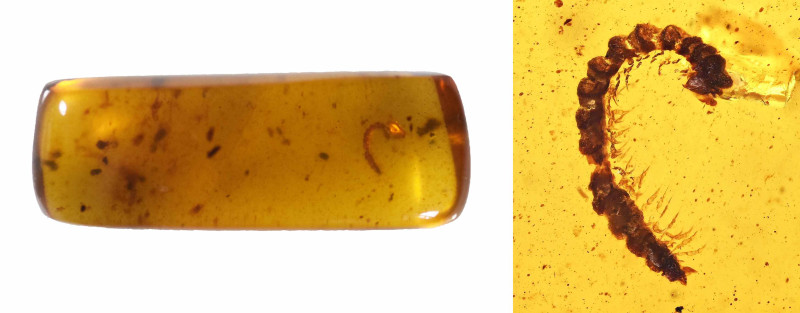 Burmese Amber with insect; Cretaceous layer (> 66 million years). Diplopoda (Mil...