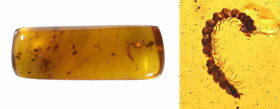 Burmese Amber with insect; Cretaceous layer (> 66 million years). Diplopoda (Millipede). 1.06 g, 23 mm