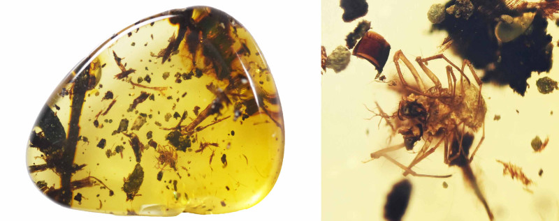 Burmese Amber with insect; Cretaceous layer (> 66 million years). Spider. 0.66 g...