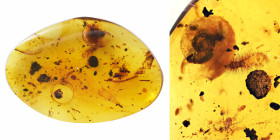 Burmese Amber with insect; Cretaceous layer (> 66 million years). Rare Gastropoda (Land snail) with Polyxenidae (Soft millipede). 0.58 g, 21 mm