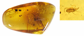 Burmese Amber with insect; Cretaceous layer (> 66 million years). Acari (Tick). 0.77 g, 20 mm
