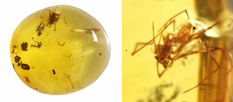 Burmese Amber with insect; Cretaceous layer (> 66 million years). Spider. 0.60 g...