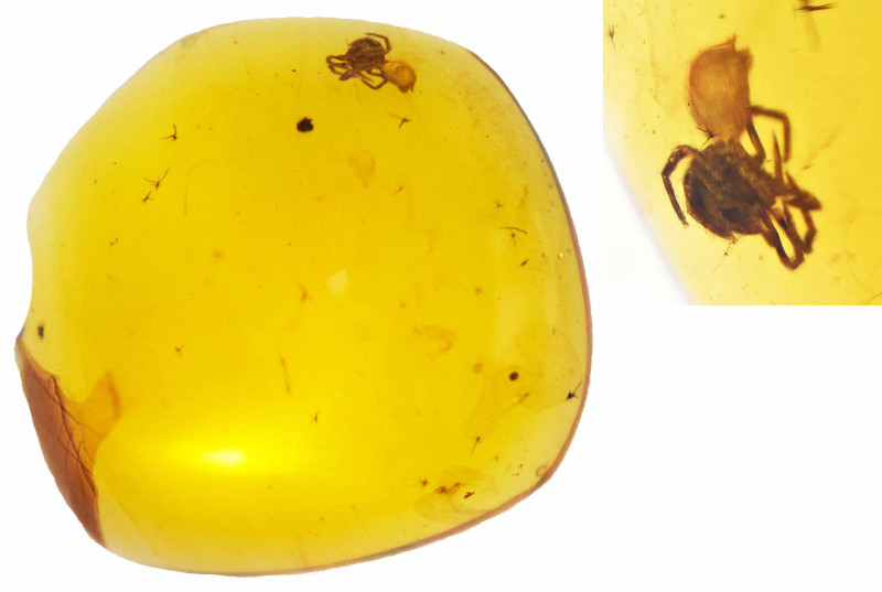 Burmese Amber with insect; Cretaceous layer (> 66 million years). Jumping spider...