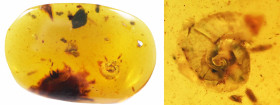 Burmese Amber with insect; Cretaceous layer (> 66 million years). Rare Gastropoda (Land snail). 0.32 g, 13 mm