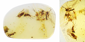 Burmese Amber with insect; Cretaceous layer (> 66 million years). Swarm of Diptera (flies and fungus gnats). 0.29 g, 14 mm