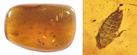 Burmese Amber with insect; Cretaceous layer (> 66 million years). Cicada with several diptera. 1.78 g, 23 mm