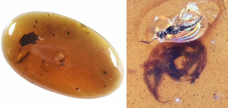Burmese Amber with insect; Cretaceous layer (> 66 million years). Rare Gastropod...