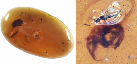 Burmese Amber with insect; Cretaceous layer (> 66 million years). Rare Gastropoda (Land snail) with wasp. 1.02 g, 28 mm.