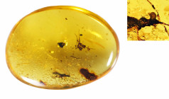 Burmese Amber with insect; Cretaceous layer (> 66 million years). Stinkbug. 1.52 g, 25 mm