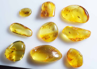 A group of nine pieces of Baltic amber; Eocene layer (56 to 33.9 million years). All containing various insects together with other inclusions.