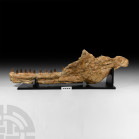 Natural History - Large Mosasaur Fossil Jaw on Stand