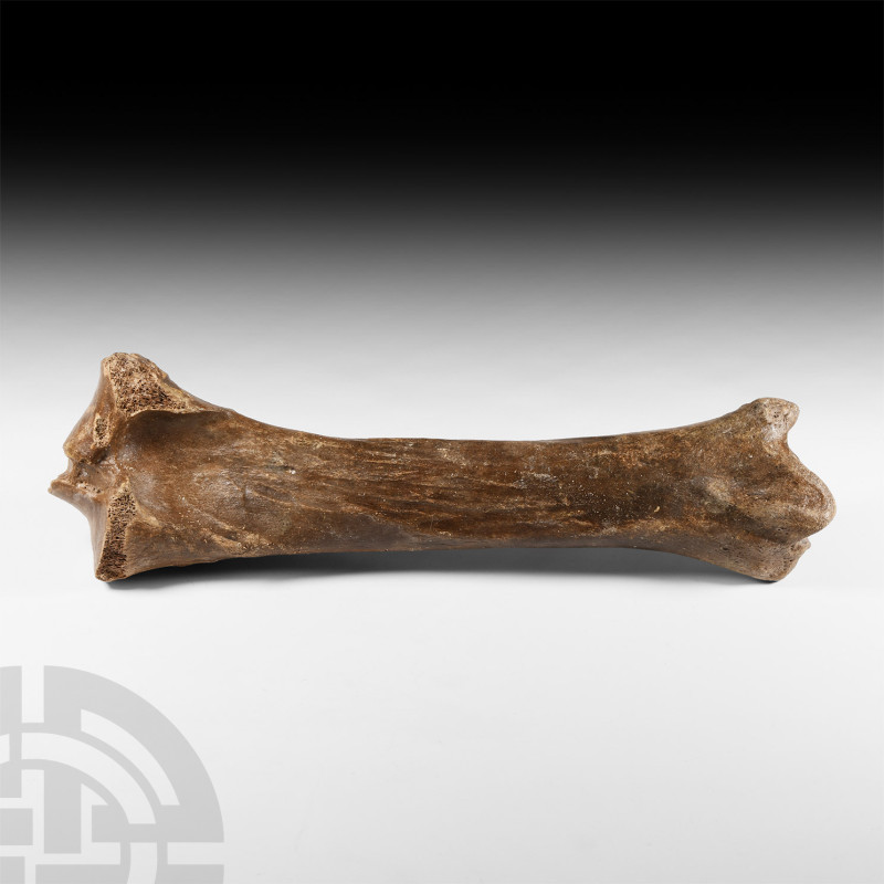 Natural History - Woolly Rhinoceros Fossil Leg Bone
Devensian Period, 110,000-1...