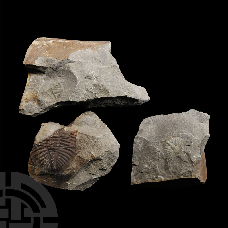 Natural History - Welsh Fossil Trilobite Group
Ordovician Period, 485-444 milli...