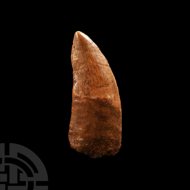 Natural History - Fossil African 'T-Rex' Dinosaur Tooth
Cretaceous Period, 145-...