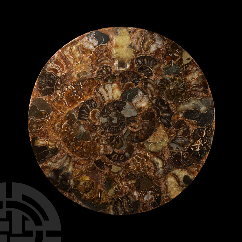 Natural History - Polished Fossil Ammonite Plate
Jurassic Period, 199-145 milli...