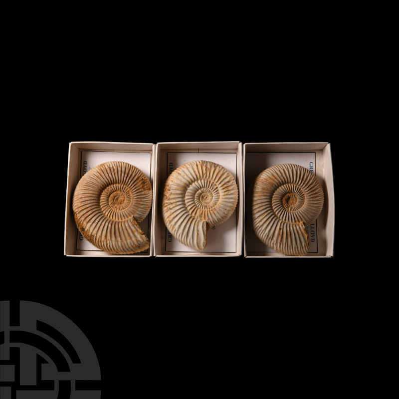 Natural History - Fossil Perisphinctes Ammonite Group
Jurassic Period, circa 17...