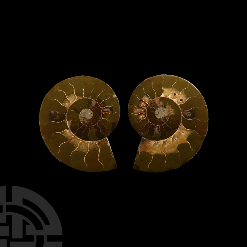 Natural History - Cut and Polished Fossil Cleoniceras Ammonite
Jurassic Period,...