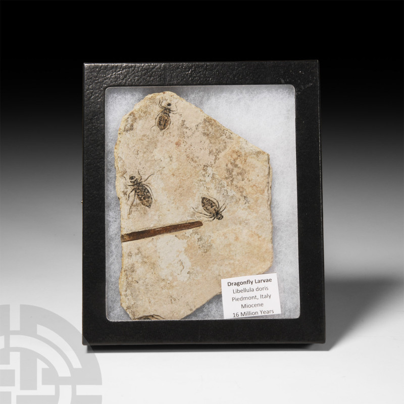 Natural History - Fossil Dragonfly Larvae in Matrix
Miocene Period, circa 16 mi...