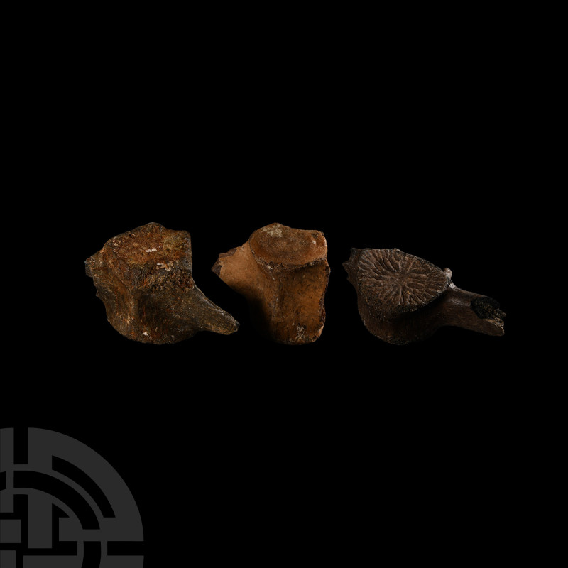 Natural History - Fossil Dolphin Vertebra Group
Miocene Period, circa 15 millio...