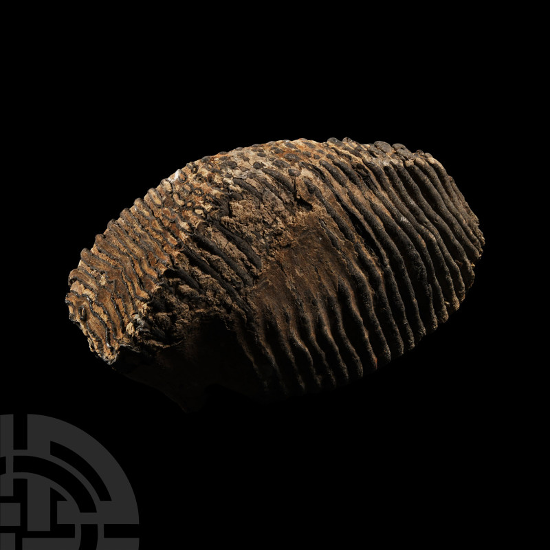 Natural History - Fossil Woolly Mammoth Tooth
Pleistocene Period, 2.6 million-1...